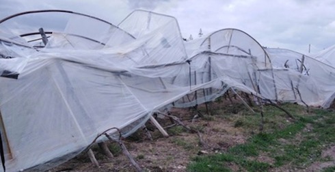 Pomodoro di Pachino: serre abbattute dal vento del 23 e 24 febbraio 2019