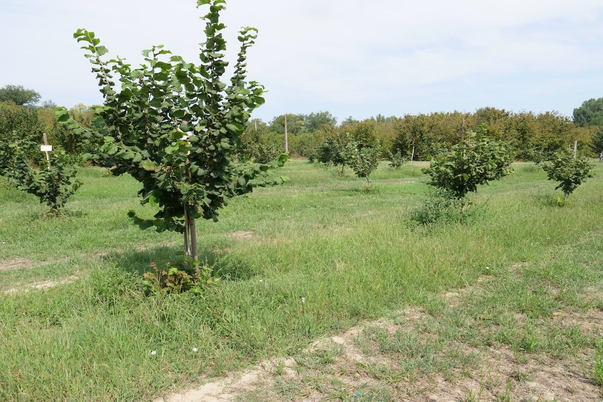 Campo di confronto varietale con cultivar statunitensi e italiane nel NoccioLivingLab di Deruta (Pg)