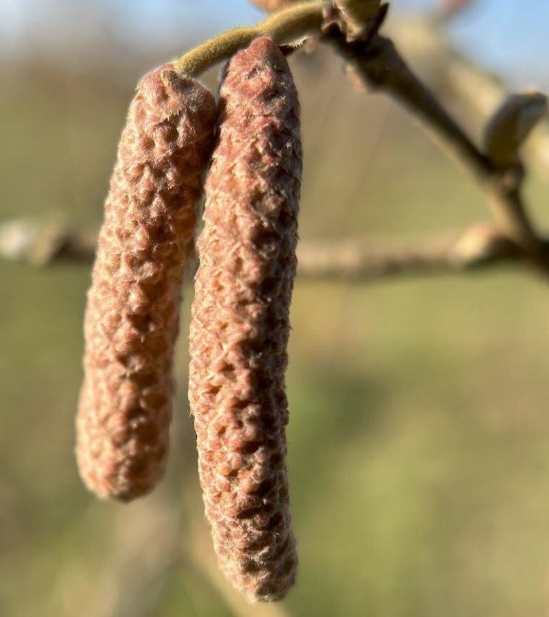 Il fiore maschile della cultivar Tonda Francescana® è di un colore più scuro rispetto alle altre varietà di nocciolo