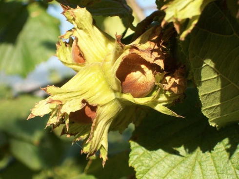 Nocciolo, una pianta arborea sempre più coltivata in Italia