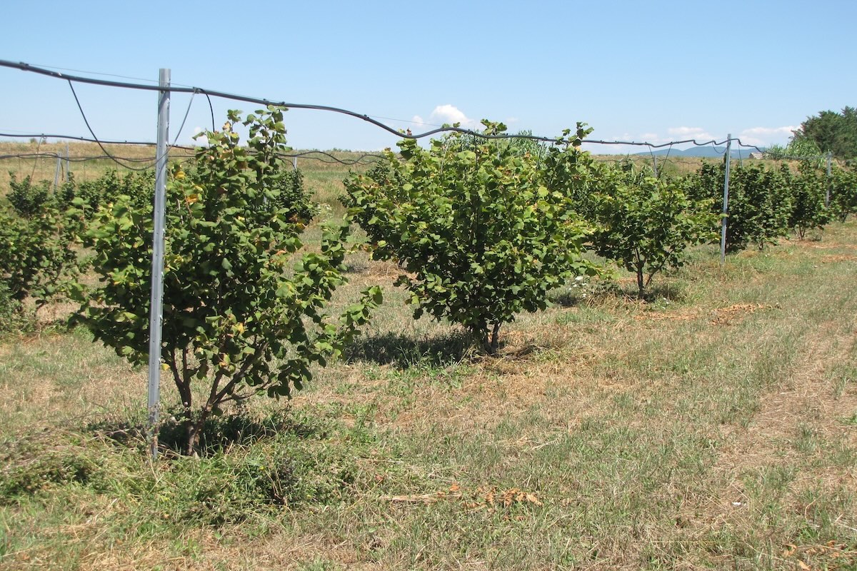 Nelle zone più asciutte e arieggiate l'impalcatura del monocaule si può inserire anche a pochi decimetri da terra, purché resti libera ad un’altezza sufficiente per le cure colturali meccanizzate