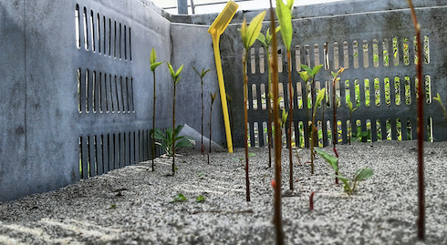 Cassone di germinazione delle piante pecan