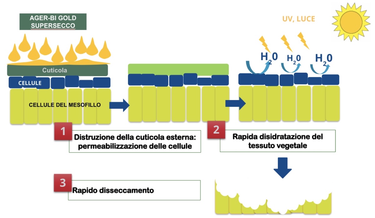 schema-funzionamento-acido-pelargonico-parete-vegetale-difesa-erbicidi-fonte-novamont-redazionale-novembre2024-1200x700.jpg