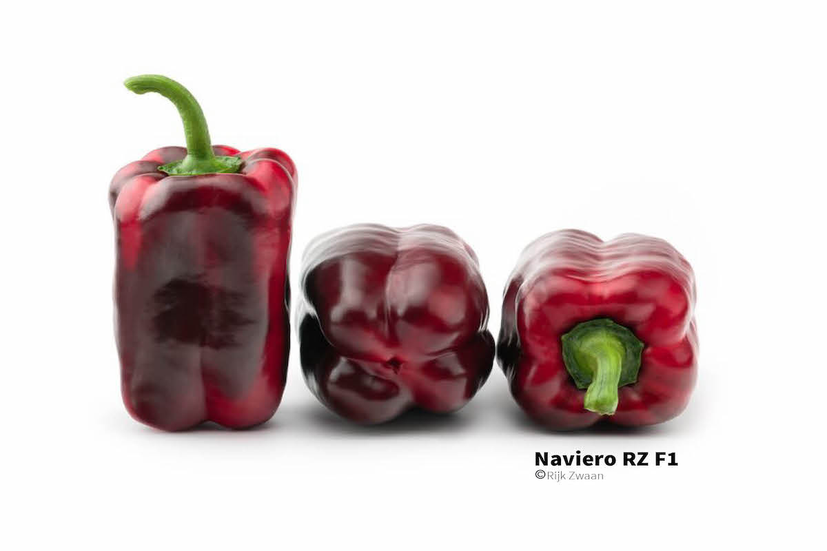 Questa varietà di peperone possiede una precocità di circa 20 giorni, frutto uniforme e un colore rosso intenso