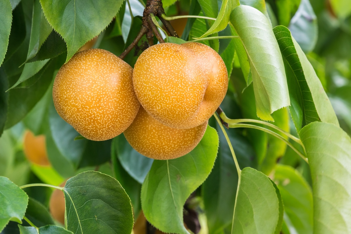 La buccia ambrata e le vistose lenticelle sono i caratteri più distintivi del nashi