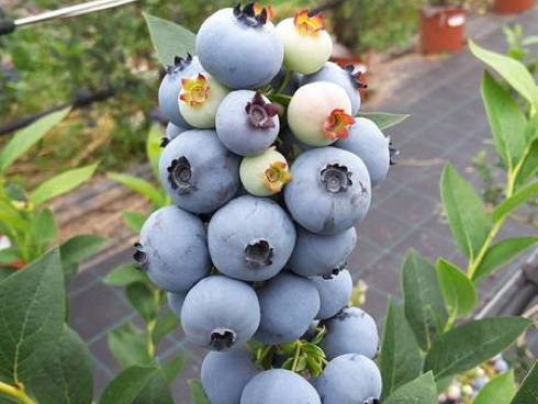 Frutti di mirtillo gigante o americano: pianta appartenente ai piccoli frutti 