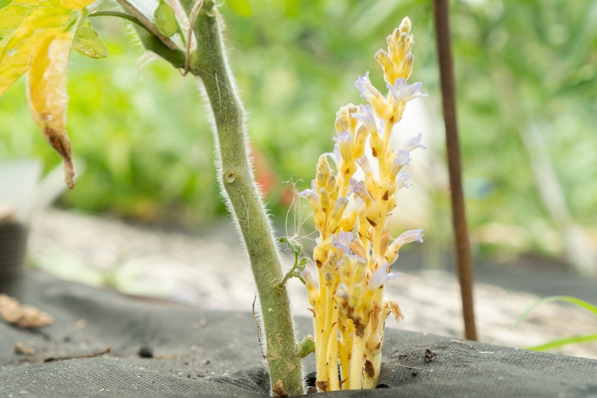 Orobanche del pomodoro