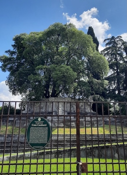 Il bagolaro di Casa Carducci a Bologna 