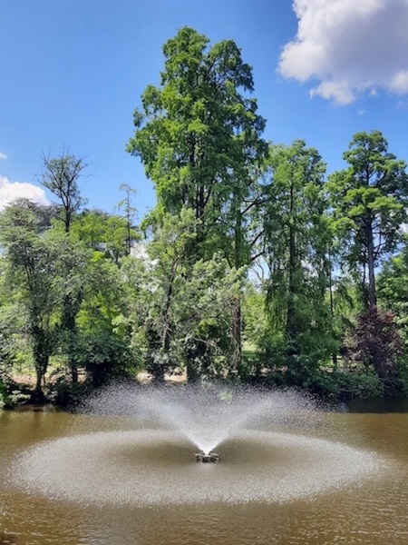 La sequoia dei Giardini Margherita a Bologna