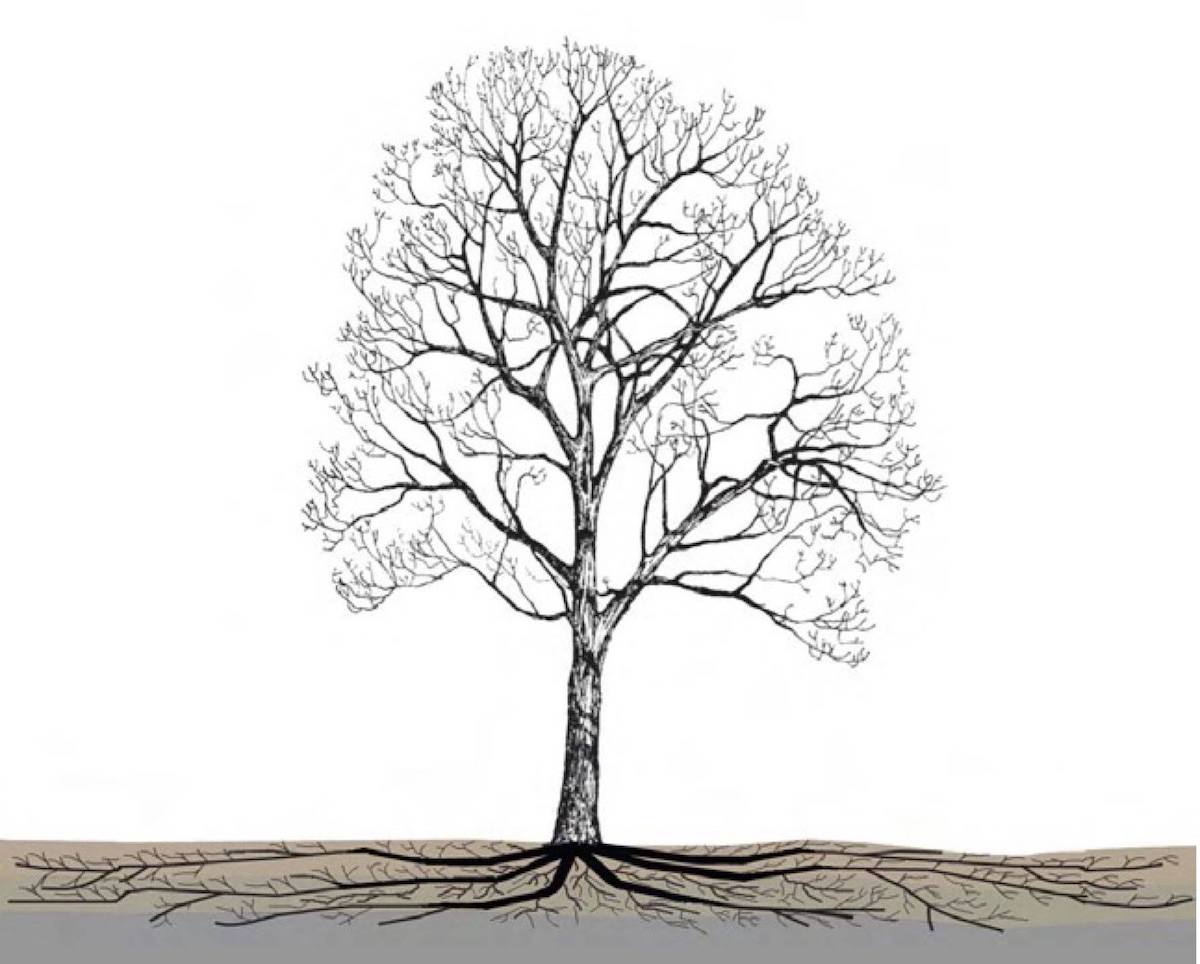 L'espansione dell'apparato radicale dell'albero in condizioni non limitanti è maggiore