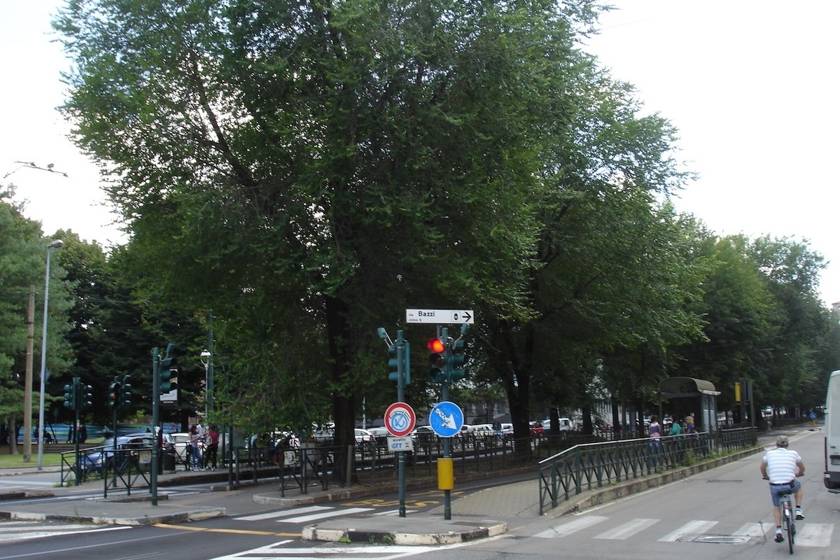 Olmi nello spartitraffico