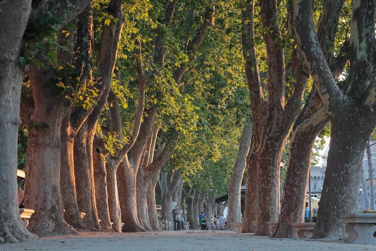 alberi-viale-roma-verde-urbano-by-simonecreations-adobe-stock-1200x800.jpeg