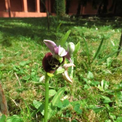 Ophrys Holoserica