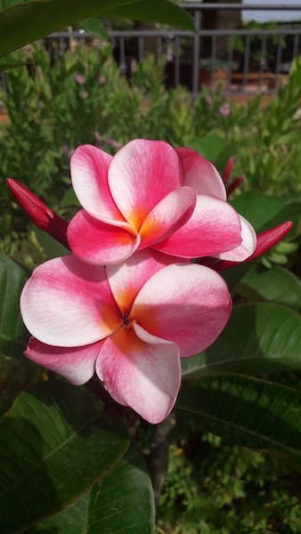 La Plumeria è da molti chiamata frangipane o frangipani