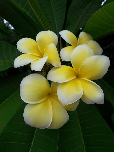 Frangipani o Plumeria gialla