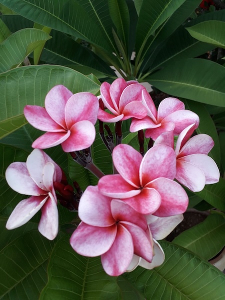 Frangipani o Plumeria rosa