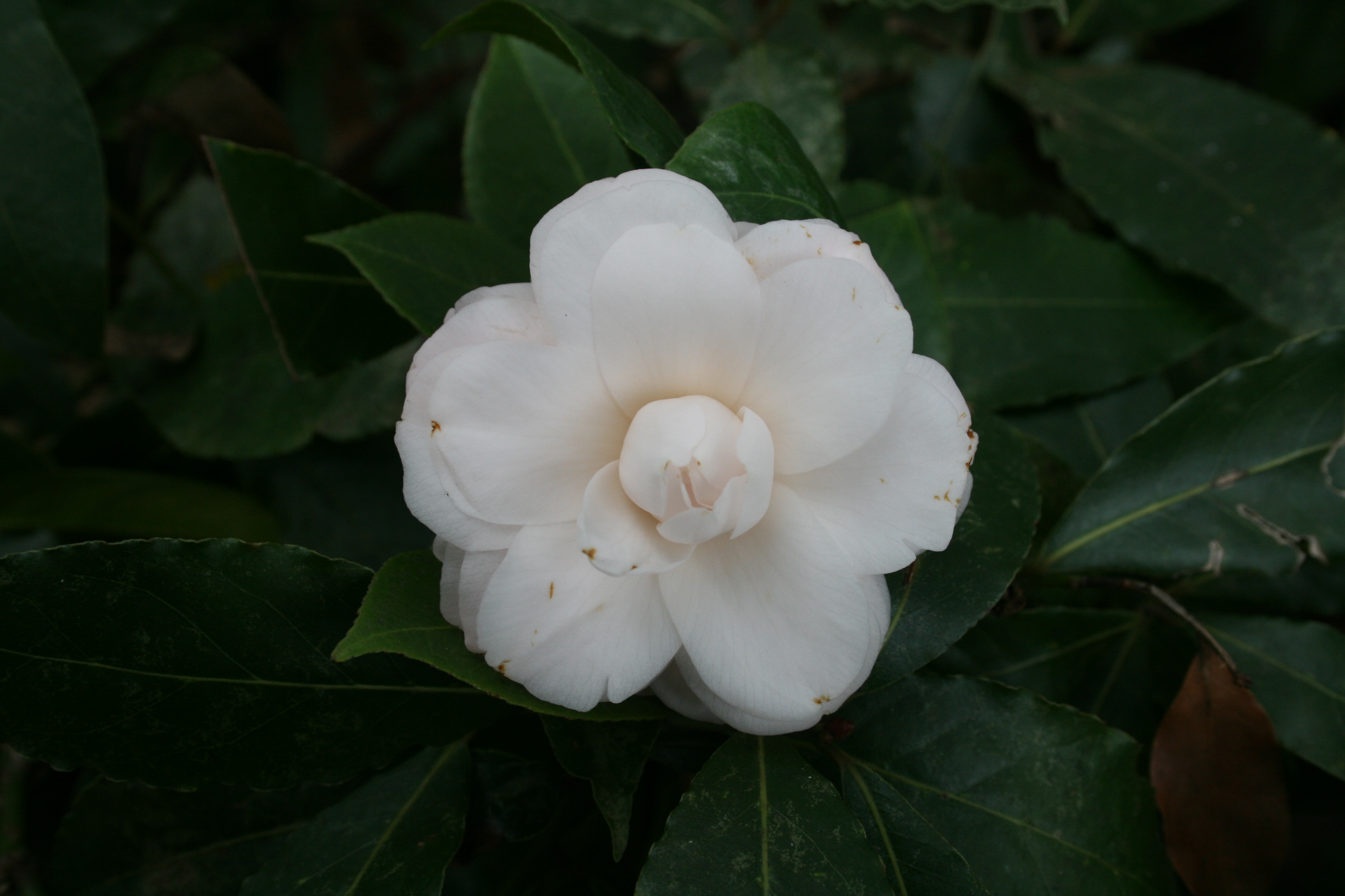 camellia-japonica-fonte-addolorata-ines-peduto-associaizone-pubblici-giardini-scolle-delle-camelie-20220209.JPG