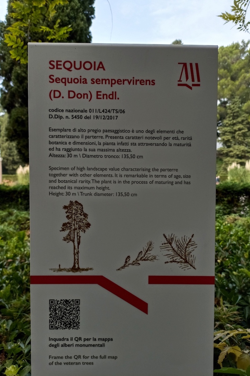 sequoia-scheda-castello-miramare-trieste-fonte-foto-addolorata-ines-peduto-pubblici-giardini.jpg