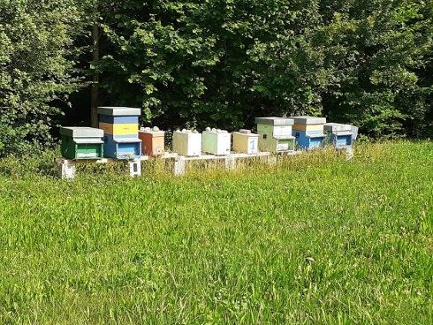 Esperienza di apicoltura urbana a Montecchio Maggiore (Vi)