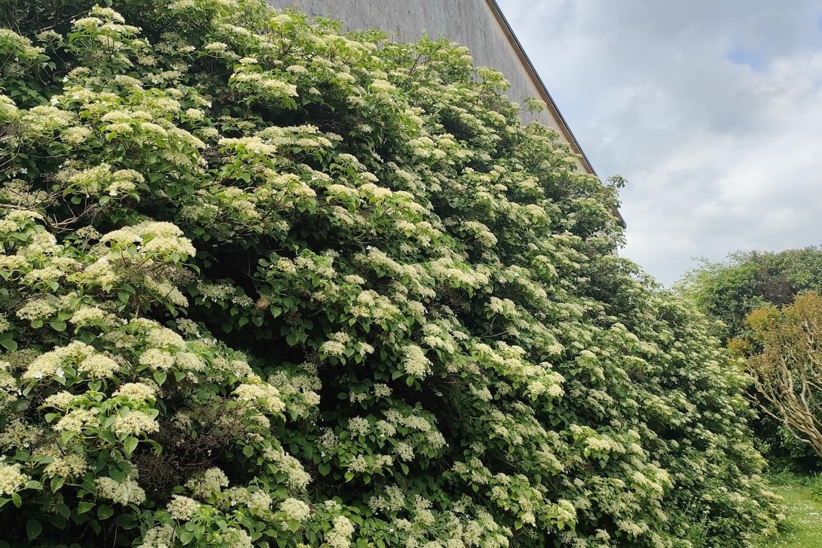 La parete della casa rivestita da Hydrangea petiolaris