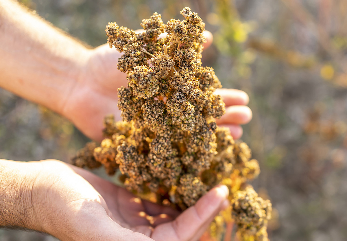 La quinoa è una pianta rustica che può prosperare con limitate quantità di acqua