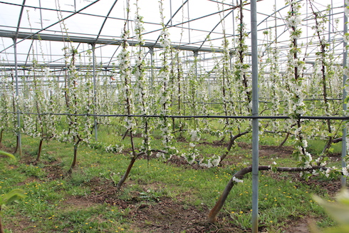 Giovane impianto di ciliegi allevati sotto serra ad Ufo su Gisela 6. Azienda Fedrigo