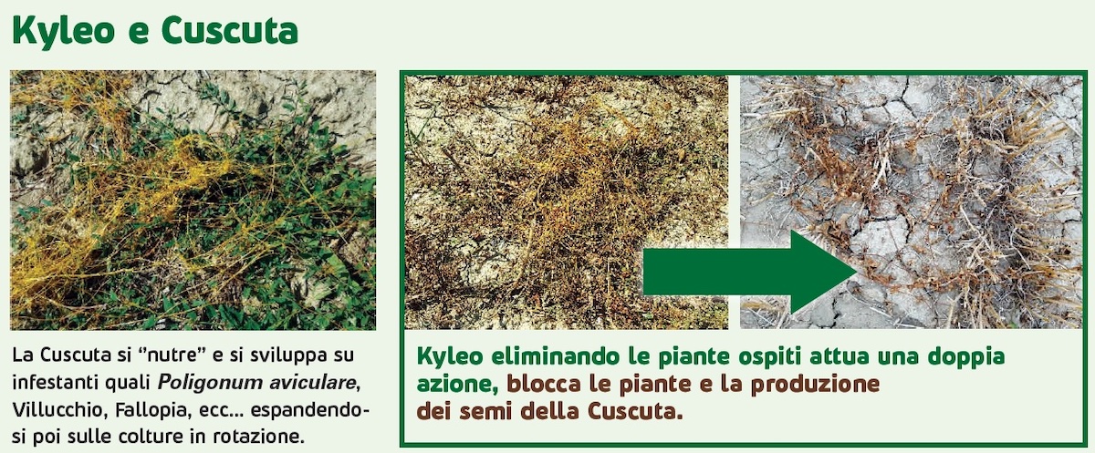 Kyleo® blocca le piante e la produzione dei semi della Cuscuta
