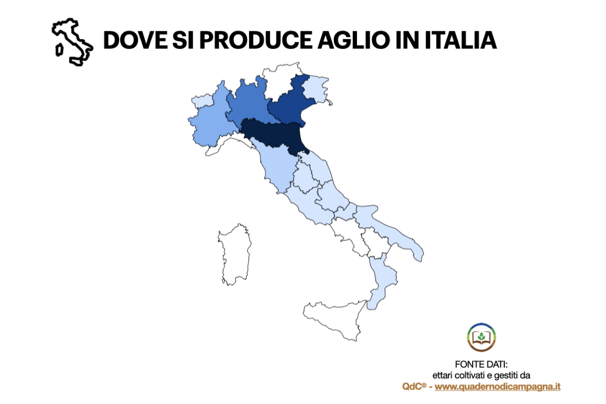 Dove si produce aglio in Italia: Elaborazione statistica basata su dati di QdC® - Quaderno di Campagna®, che gestisce in Italia circa 607 ettari di aglio