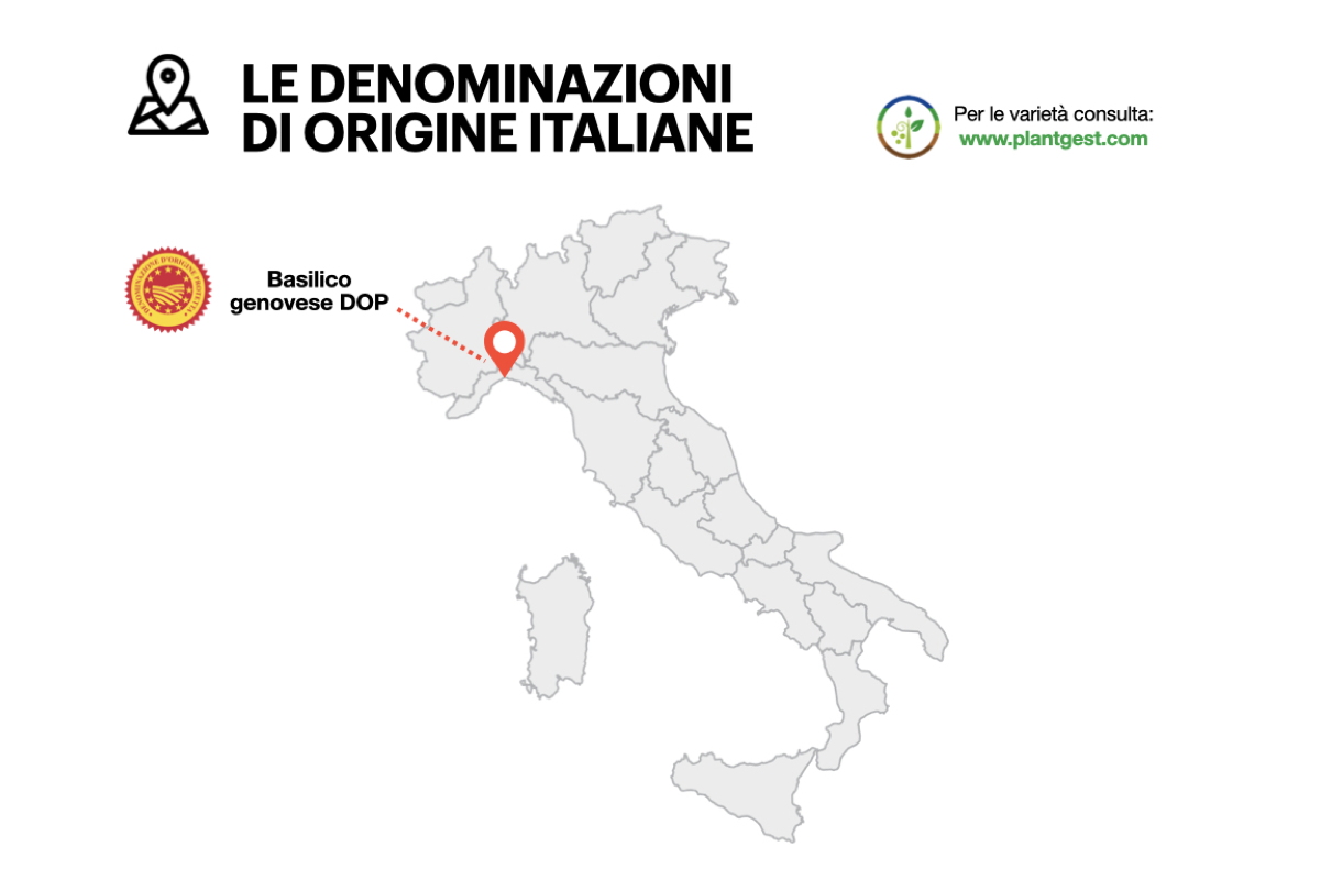Infografica delle Denominazioni di Origine Italiane di basilico