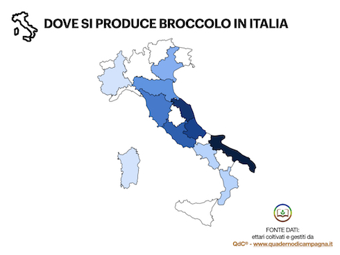 Broccolo-Cavolo-infografica-denominazione-produzioni-ByAgroNotizie-TellyFood-490x368.jpeg
