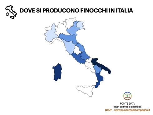 Finocchio-Orticola-infografica-denominazione-produzioni-TellyFood-QDC-ByAgroNotizie-490x368.jpeg