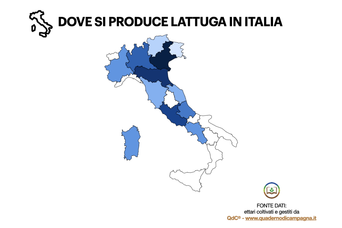 Dove si produce lattuga in Italia