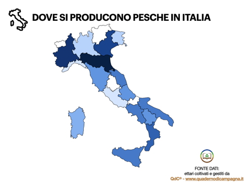 Pesche, nettarine, percoche e platicarpe: sono tanti gli ettari coltivati in Italia anche se in calo