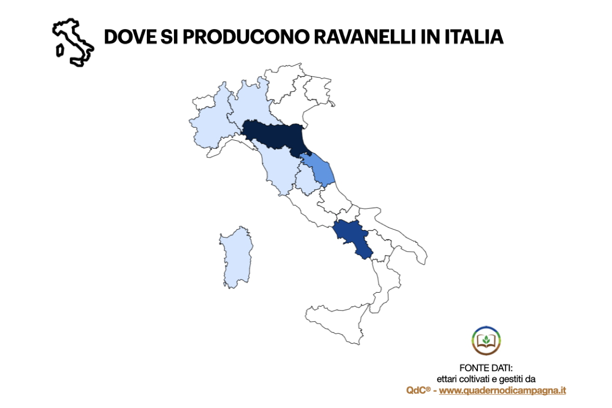 Ravanello-Ravanelli-Infografica-denominazione-produzioni-QDC-ByAgroNotizie-TellyFood-1200x800.jpeg