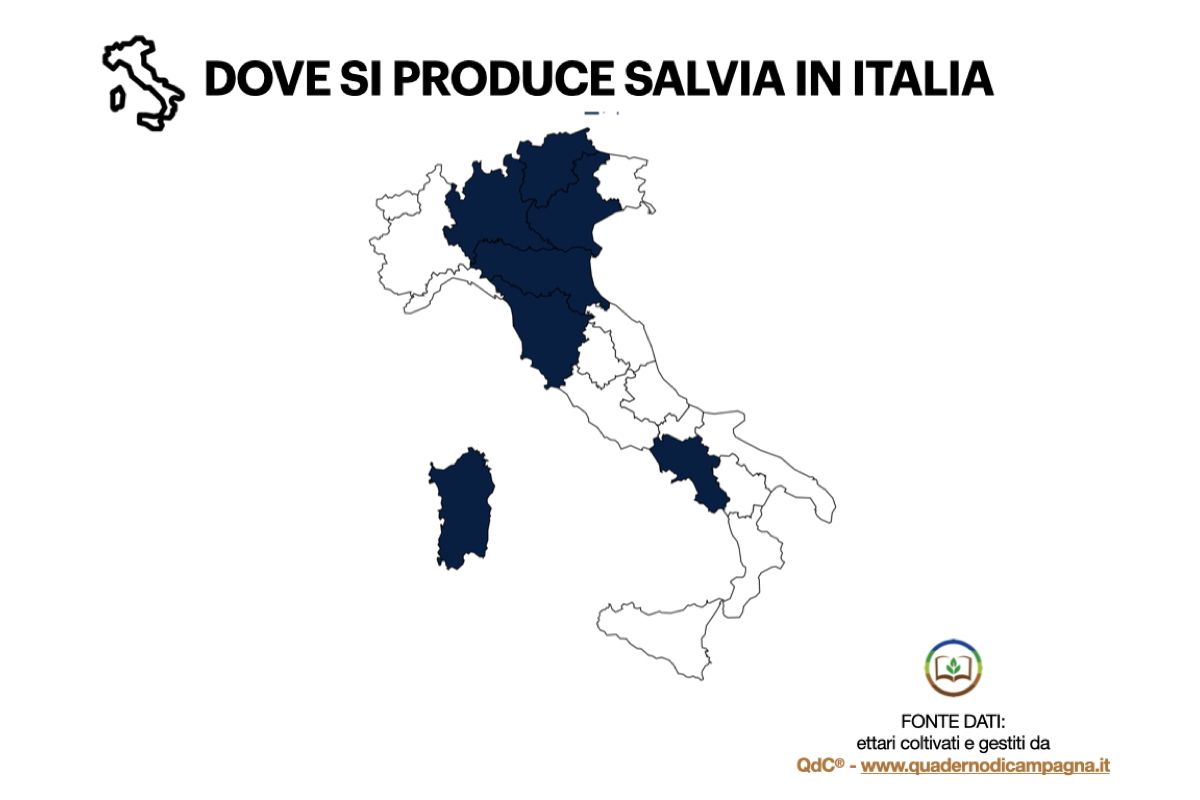 Dove si produce salvia in Italia: infografica con dati di QdC® - Quaderno di Campagna®, che gestisce in Italia circa 3 ettari di salvia