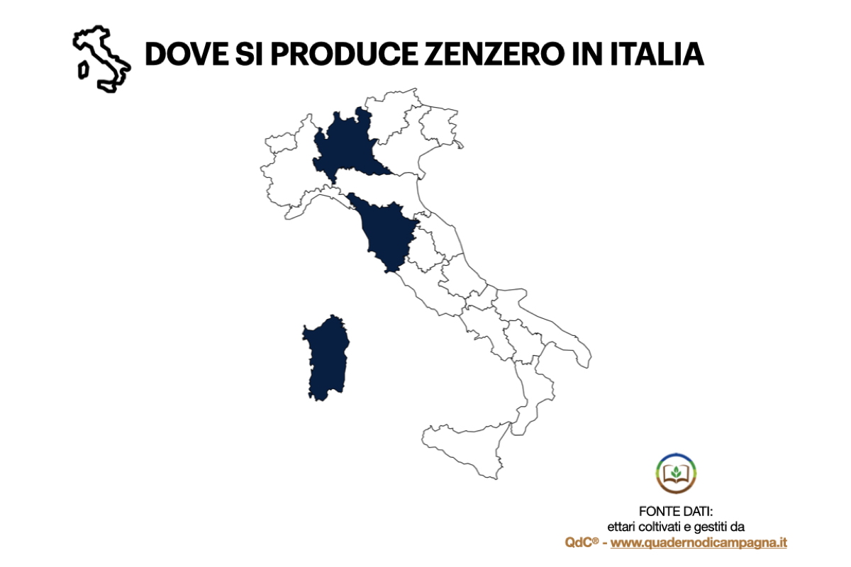 Dove si produce zenzero in Italia: elaborazione statistica basata su dati di QdC® - Quaderno di Campagna®, che gestisce in Italia circa 2 ettari di zenzero