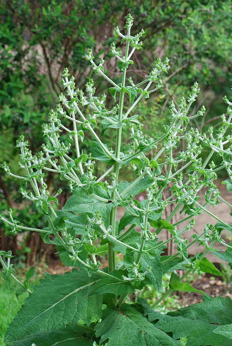 Una pianta di Salvia hispanica