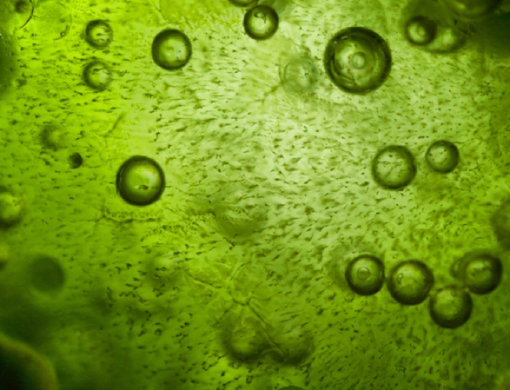 L'alga spirulina