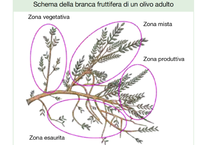 Schema della branca fruttifera di un olivo adulto