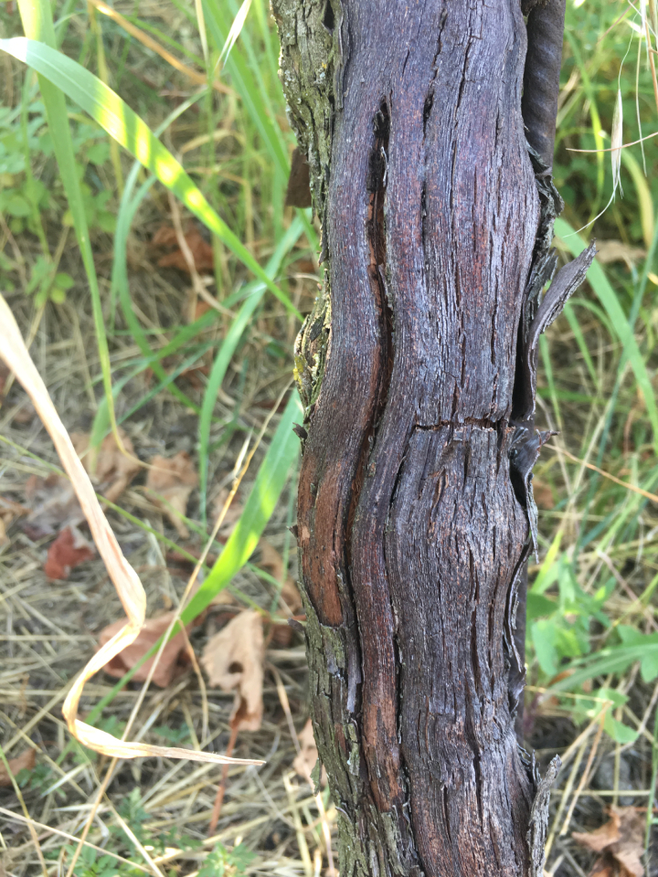 Il tronco delle piante affette dal mal dell'esca presenta tipiche spaccature verticali