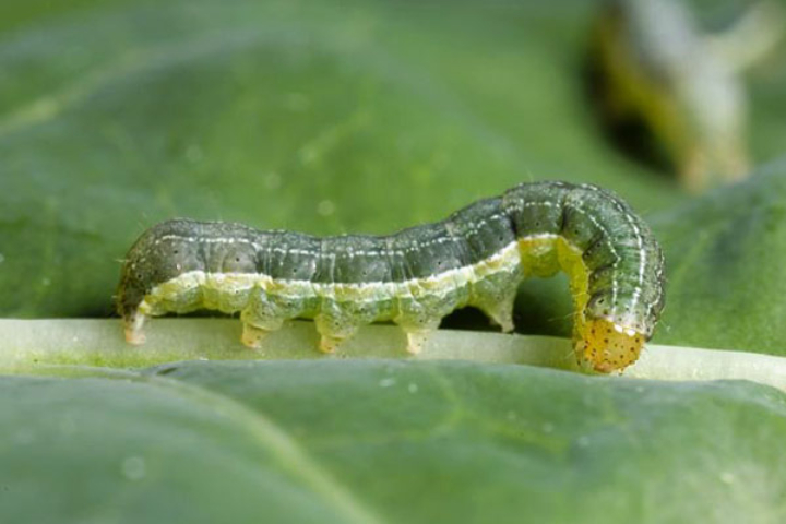 Una larva di Mamestra brassicae