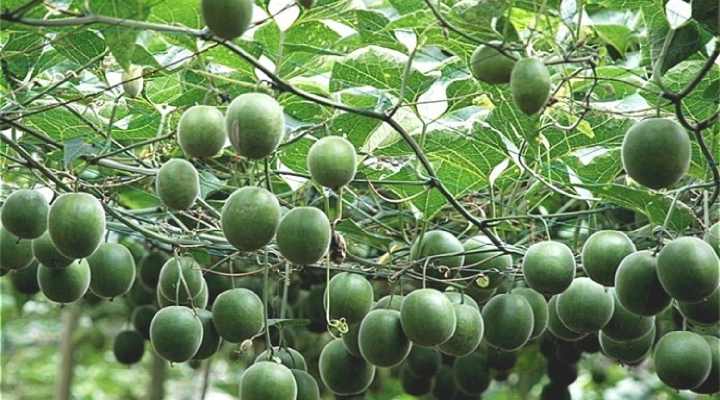 Il monkfruit è originario del Sud della Cina