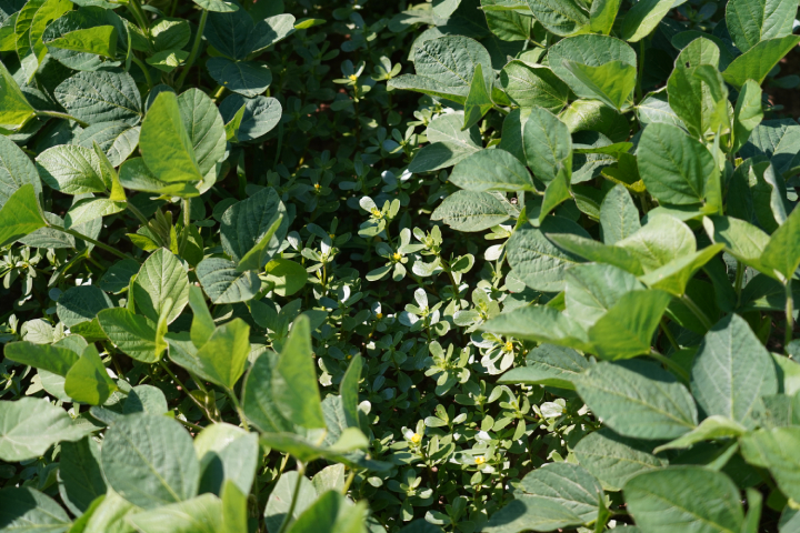 Tra le infestanti più comuni troviamo Portulaca oleracea, Panicum dichotomiflorum, Solanum nigrum, Amaranthus retroflexus ed Echinochloa crus-galli 