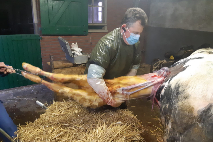 John Campe, veterinario belga, al lavoro in un allevamento fiammingo