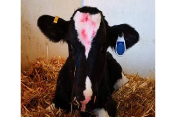 I vitelli hanno un sensore collegato all'orecchio