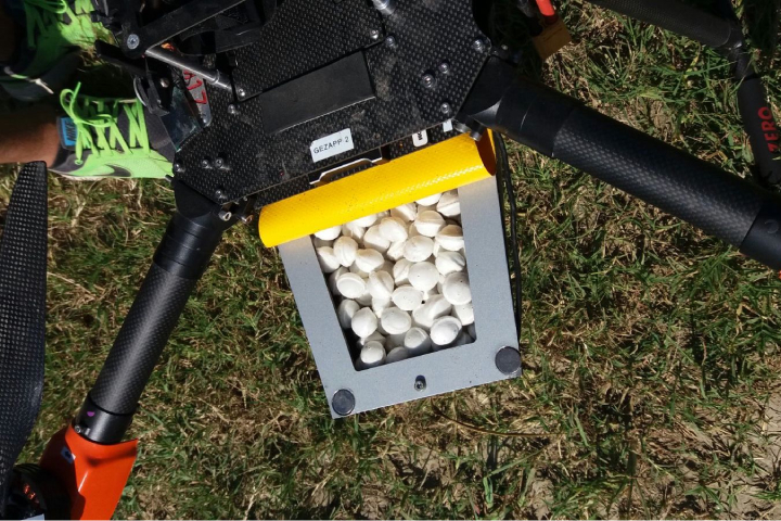 Il drone è stato impiegato per il lancio del parassitoide della piralide del mais
