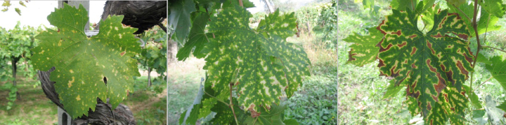 La progressione dei sintomi causati dalla malattia delle foglie striate della vite