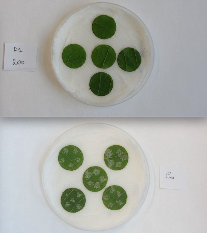 In alto, foglie trattate con la molecola NoPv1, in basso, foglie non trattate