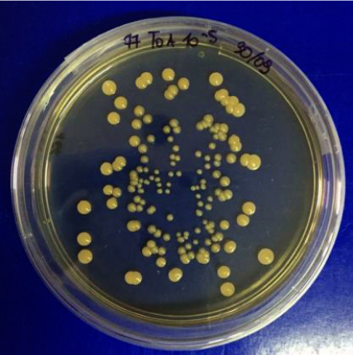 Brevibacterium su piastra