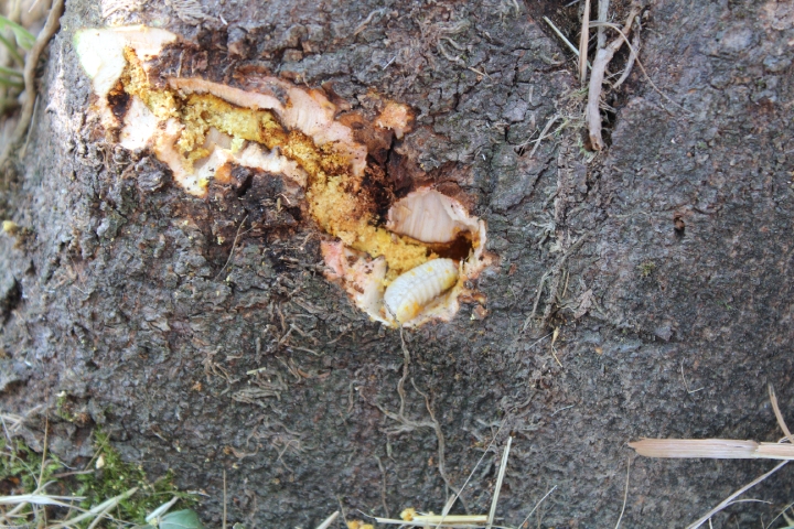 La larva di punteruolo nero scava gallerie nel tronco del fico